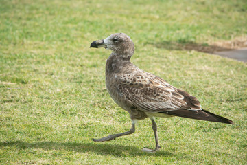 Brown and white seagull
