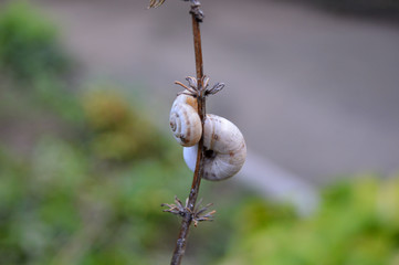 Two snails are sitting on a thin branch dry grass.