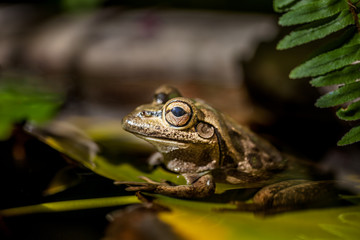 Portrait of a frog