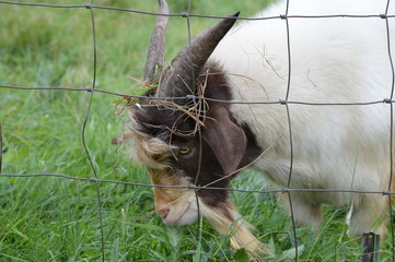 A goat at the farm