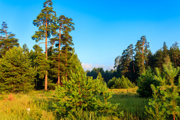 Fototapeta na wymiar View of a green coniferous forest at summer