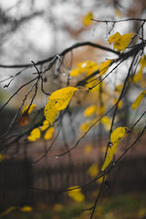 autumn yellow leaves and branches with water drops.