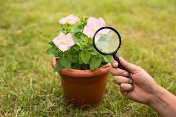 Hands with magnifier and flower