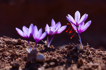 Cultivo de azafrán, Valle del Set, Cervia de les Garrigues, Les Garrigues, Lleida, Catalunya, Spain