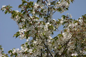 山桜