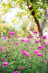 Fototapety  Zdjęcie chryzantem w jesiennym ogrodzie. Kwiaty te, zwane czasami mamusiami lub chryzantem, są roślinami kwitnącymi z rodziny Asteraceae. Selektywne skupienie.