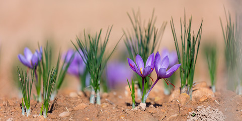 Cultivo de azafrán, Valle del Set, Cervia de les Garrigues, Les Garrigues, Lleida, Catalunya, Spain