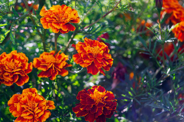 Lots of beautiful flowers in the garden. They are often called French marigold (Tagetes patula). Selective focus.