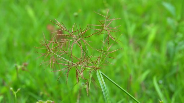 Slow motion of flower of Nut Grass moving in the wind on the lawn.