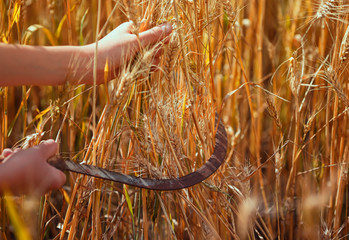 worker's hands hold rusty metal sickle mows Golden ripe ears of wheat in agricultural work on the...