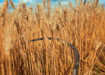 rusty metal sickle mows Golden ripe ears of wheat on agricultural farm work