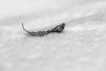 Herbstblatt im Winter