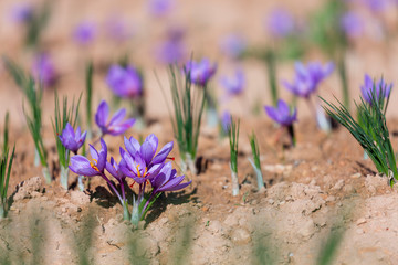 Cultivo de azafrán, Valle del Set, Cervia de les Garrigues, Les Garrigues, Lleida, Catalunya, Spain