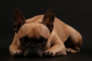 beautiful brown french bulldog is lying in the dark studio and looking into the camera