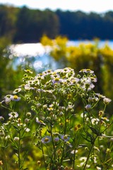daisy by the lake