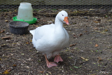 A goose at the farm