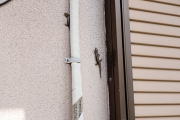 外壁を上る2匹のヤモリ