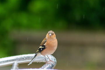 Bird on the chair