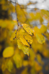 autumn yellow leaves and branches with water drops.