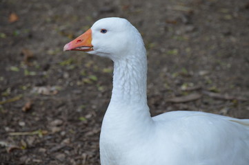 A goose at the farm