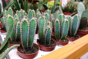 Cactus (cereus Peruvians) Cultivation of decorative cacti at home