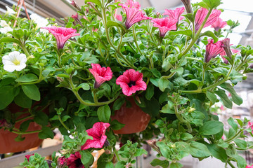 Many different flowers in the garden. Home garden plants. Red and white flowers