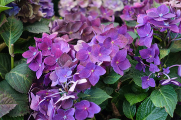 Violet hydrangea. Cultivated plants in the garden