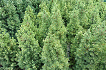 Close up shot of the small young pine trees