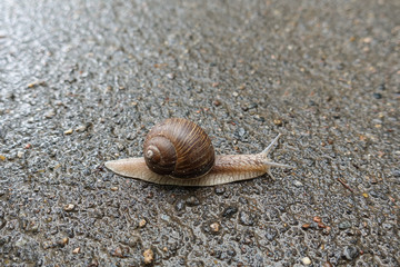 Large grape snail on the pavement of the road