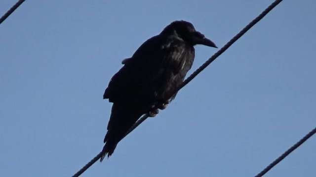 wrona na drucie energetycznym