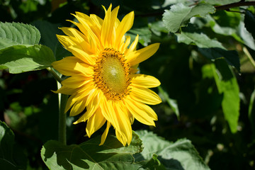 Sunflower under the sun rays in the garden