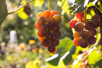 Ripe grape. Bunches of pink grapes hanging on the vine