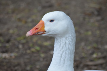 A goose at the farm