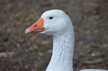 A goose at the farm