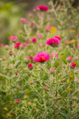 Flowerbed with autumn Belgian asters on a blurred background