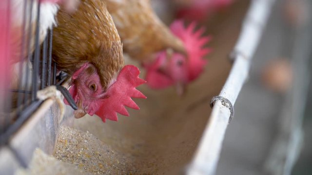 Chicken in the factory, Hens in cages industrial farm in Thailand, Animal and agribusiness, Food production and industry concept