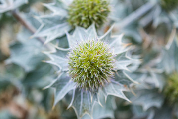 Dune Flower