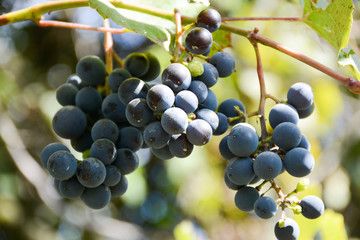 Bunches of blue grapes on a branch on a blurred background