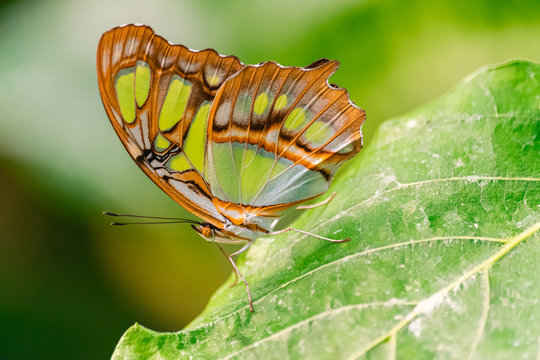 Siproeta stelenes (malachite butterfly), sitting on a green leaf, with green vegetation background