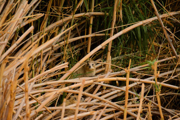 Marmot in a bush
