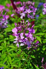 Close-up of a pink cleome spider flower
