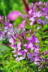 Close-up of a pink cleome spider flower