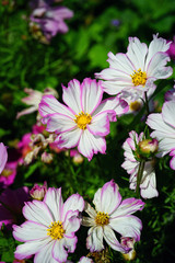 Fototapeta na wymiar White and pink cosmos flowers growing in the garden