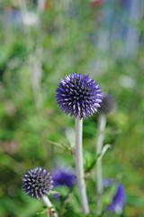 Blue globe thistle flowers growing in the garden
