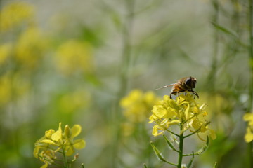 A bee sits on a yellow flower of a mustard on a blurred background