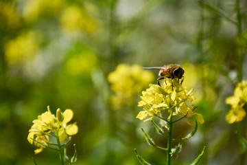  Yellow white mustard flowers and a bee on them