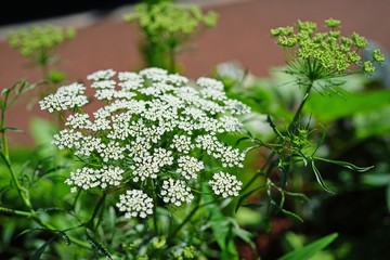 White flower clusters of Queen Anne’s Lace wild carrot (Daucus Carota) frowing in the garden