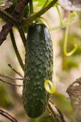  Green ripe cucumber on a branch. Blurred background