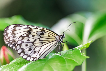 Paper Kite butterfly, (Idea leuconoe), resting on a green leaf, with green vegetation background