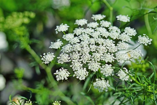 White flower clusters of Queen Anne&rsquo;s Lace wild carrot (Daucus Carota) frowing in the garden